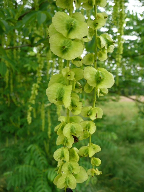 PTEROCARYA FRAXINIFOLIA
