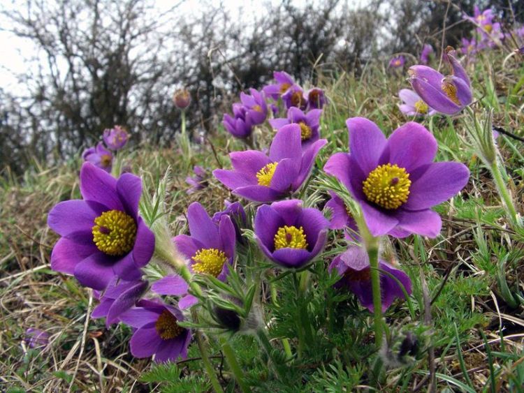 PULSATILLA VULGARIS