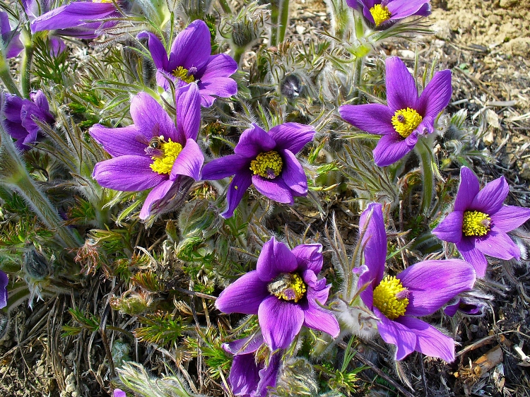 PULSATILLA VULGARIS