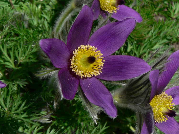 PULSATILLA VULGARIS