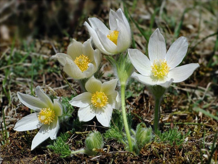 PULSATILLA VULGARIS ALBA