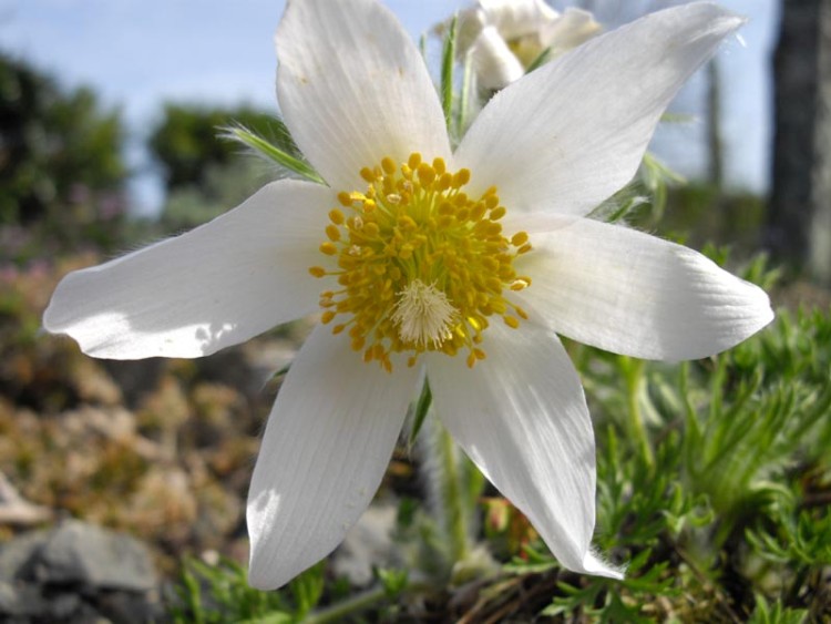 PULSATILLA VULGARIS ALBA
