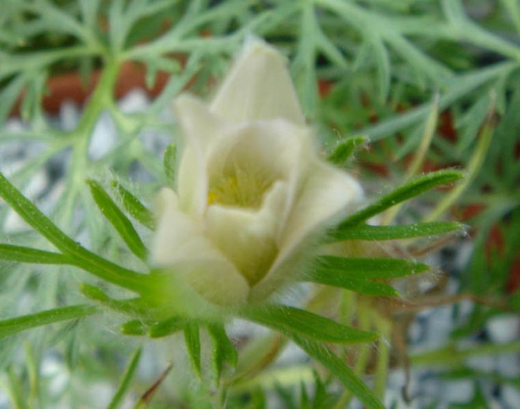 PULSATILLA VULGARIS ALBA