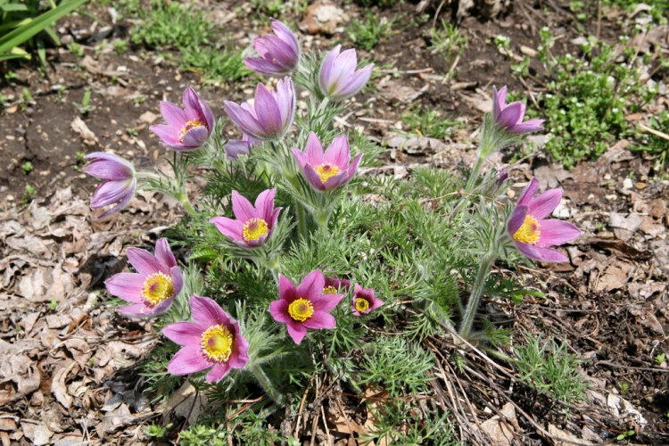 PULSATILLA VULGARIS PAPAGENO