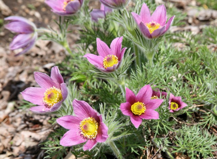 PULSATILLA VULGARIS PAPAGENO