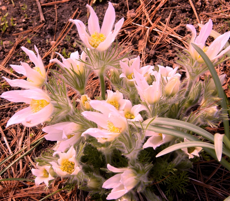 PULSATILLA VULGARIS PERLENGLOCKE