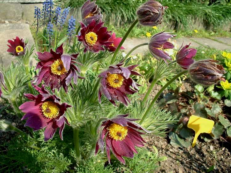 PULSATILLA VULGARIS ROTE GLOCKE