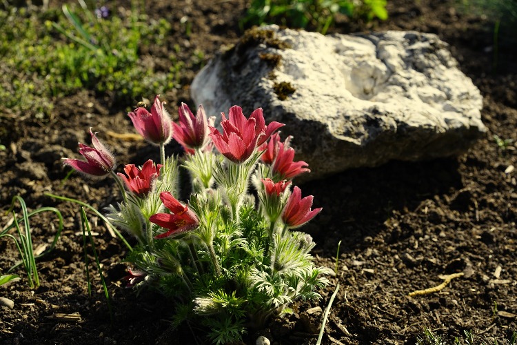 PULSATILLA VULGARIS ROTE GLOCKE