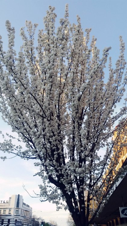 PYRUS CALLERYANA CAPITAL