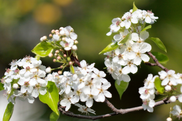 PYRUS CALLERYANA CAPITAL
