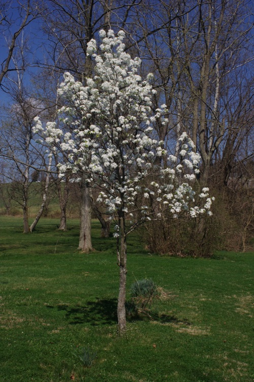 PYRUS COMMUNIS BEECH HILL