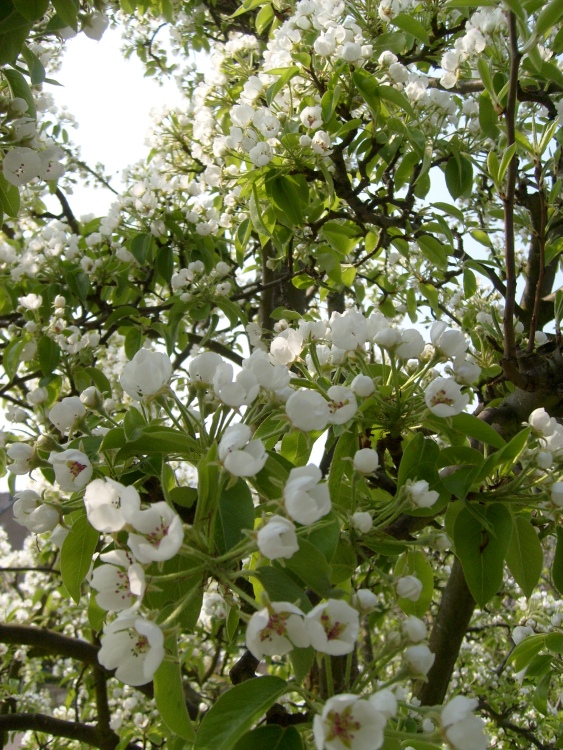 PYRUS COMMUNIS BEECH HILL