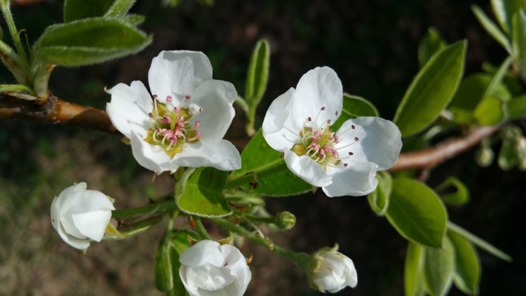 PYRUS COMMUNIS BEECH HILL