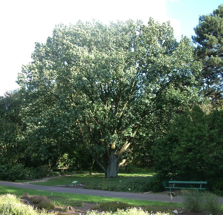 QUERCUS FRAINETTO