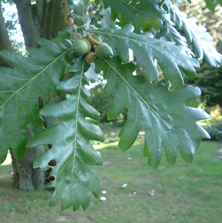 QUERCUS FRAINETTO