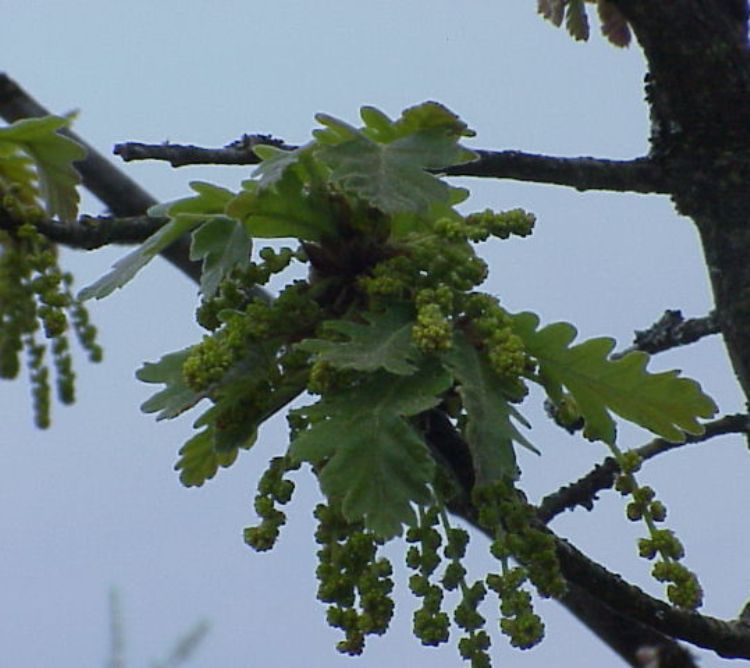 QUERCUS FRAINETTO