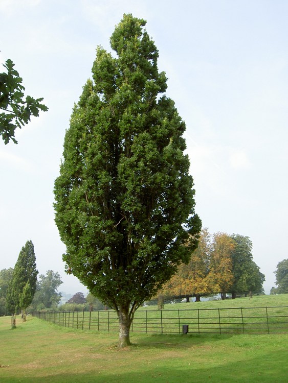QUERCUS ROBUR FASTIGIATA KOSTER