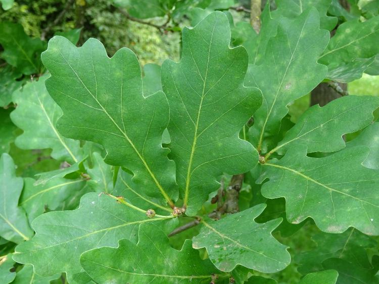 QUERCUS ROBUR FASTIGIATA KOSTER