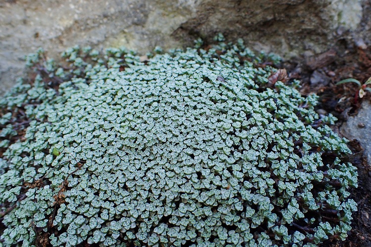 RAOULIA AUSTRALIS