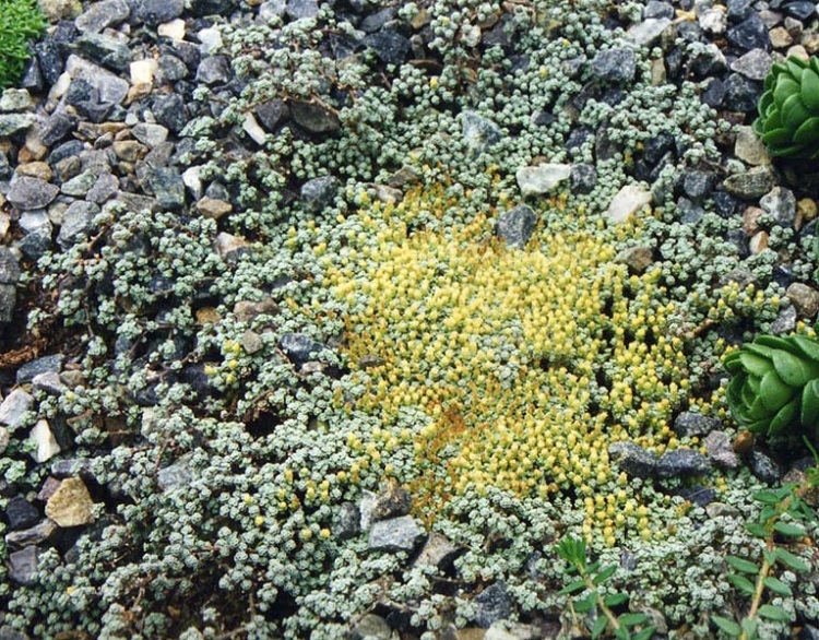 RAOULIA AUSTRALIS