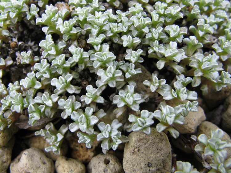 RAOULIA AUSTRALIS