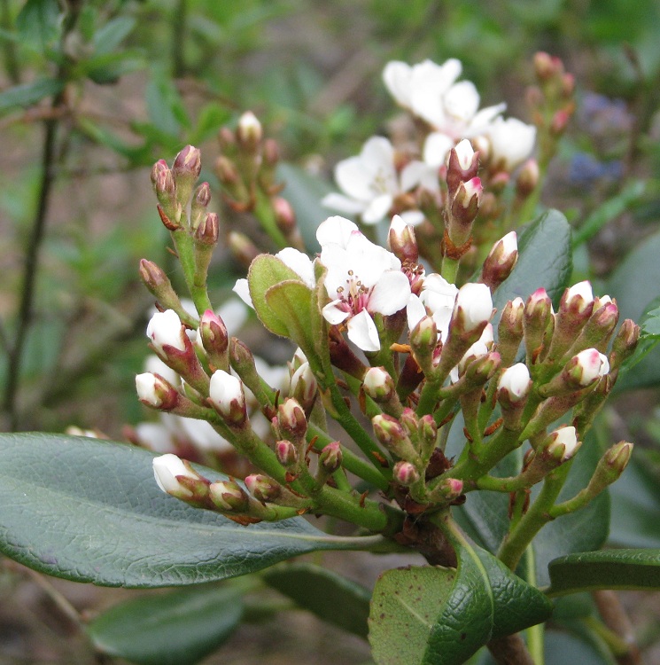 RHAPHIOLEPIS UMBELLATA MINOR