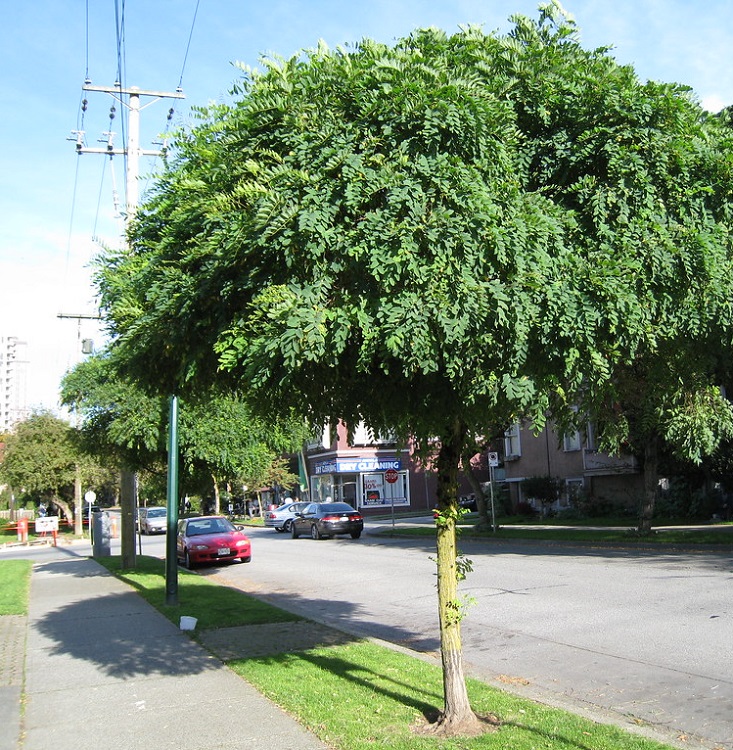 ROBINIA PSEUDOACACIA UMBRACULIFERA