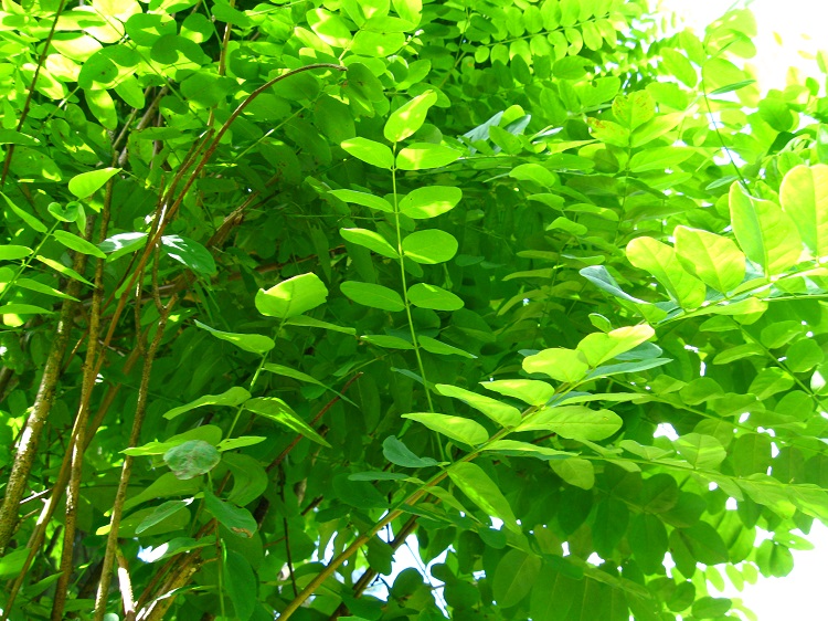 ROBINIA PSEUDOACACIA UMBRACULIFERA