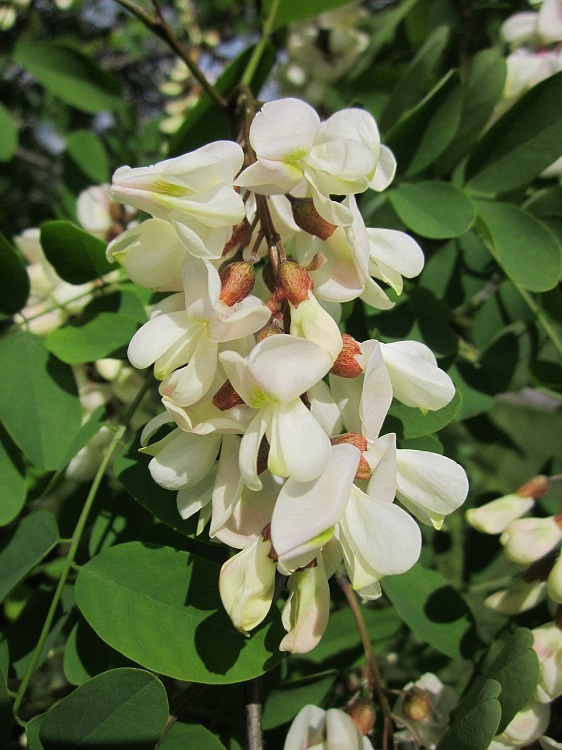 ROBINIA PSEUDOACACIA BESSONIANA