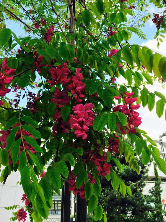 ROBINIA PSEUDOACACIA CASQUE ROUGE