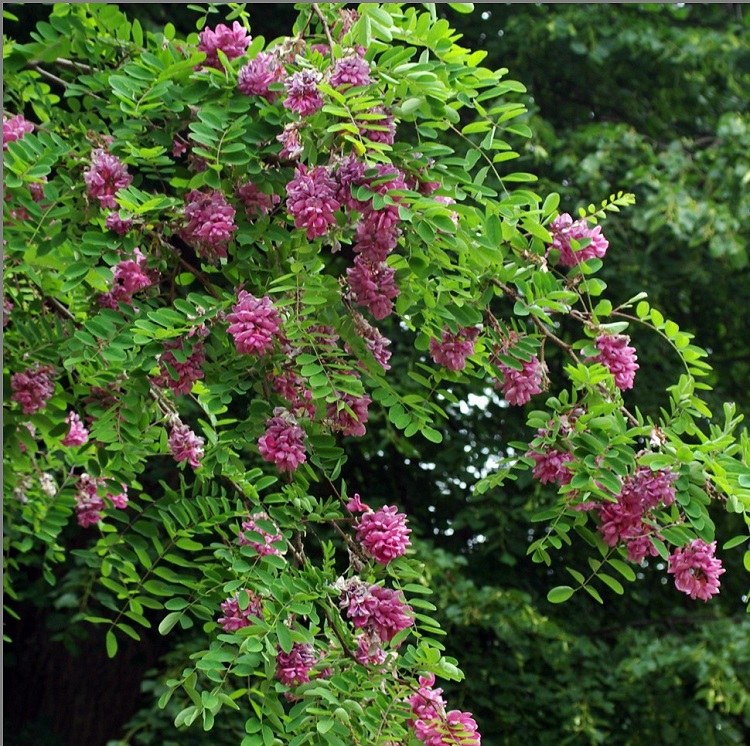 ROBINIA PSEUDOACACIA CASQUE ROUGE