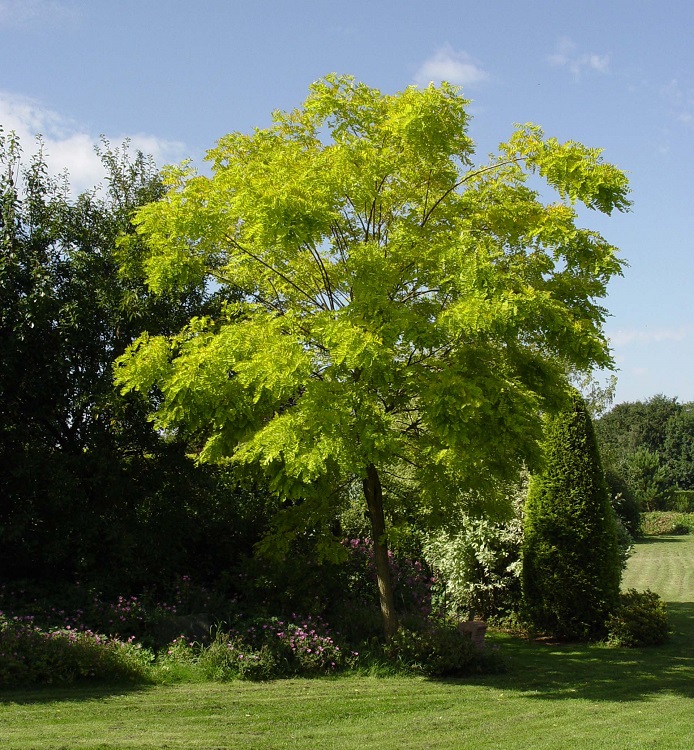 ROBINIA PSEUDOACACIA FRISIA