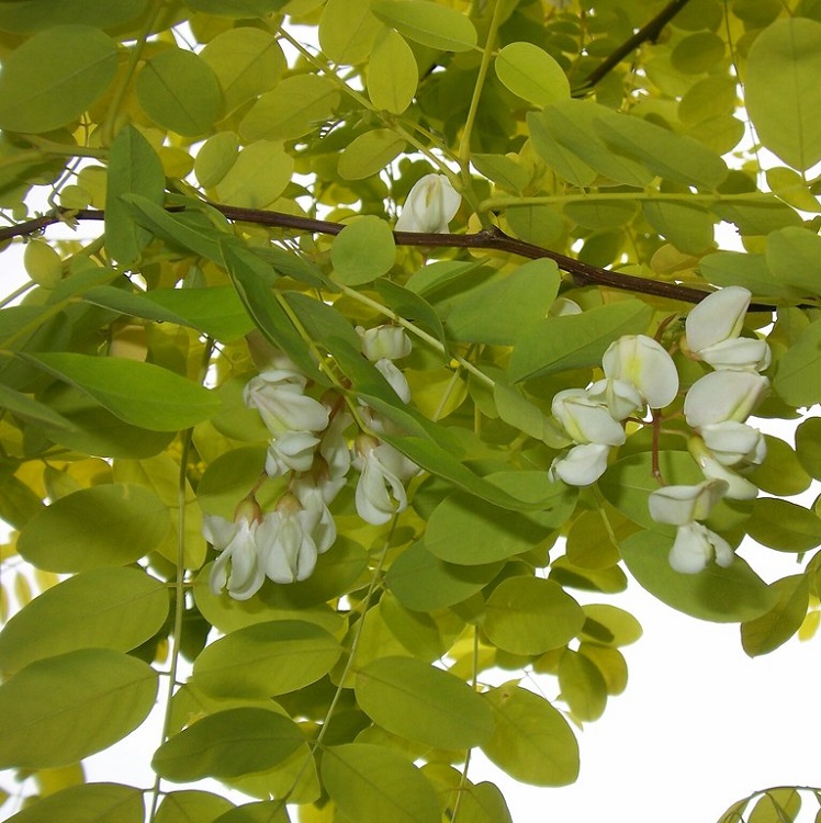 ROBINIA PSEUDOACACIA FRISIA