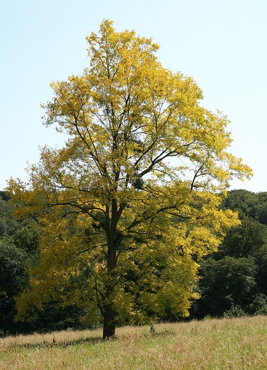ROBINIA PSEUDOACACIA FRISIA