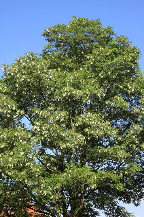 ROBINIA PSEUDOACACIA MONOPHYLLA