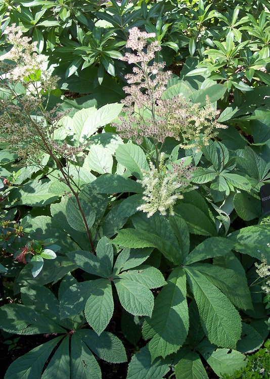 RODGERSIA AESCULIFOLIA