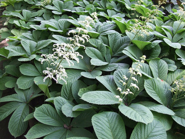 RODGERSIA AESCULIFOLIA
