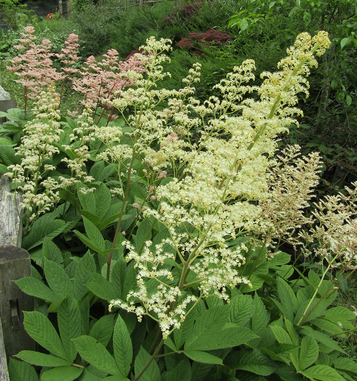RODGERSIA PINNATA