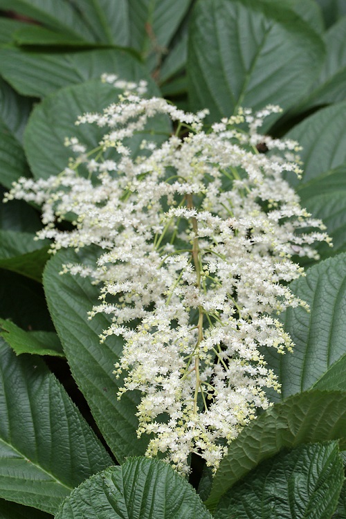 RODGERSIA PINNATA