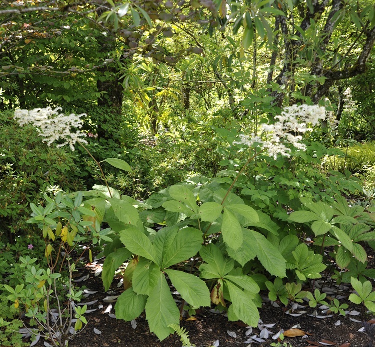 RODGERSIA PINNATA