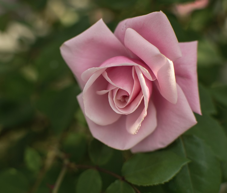 ROSA BABY BOOMER