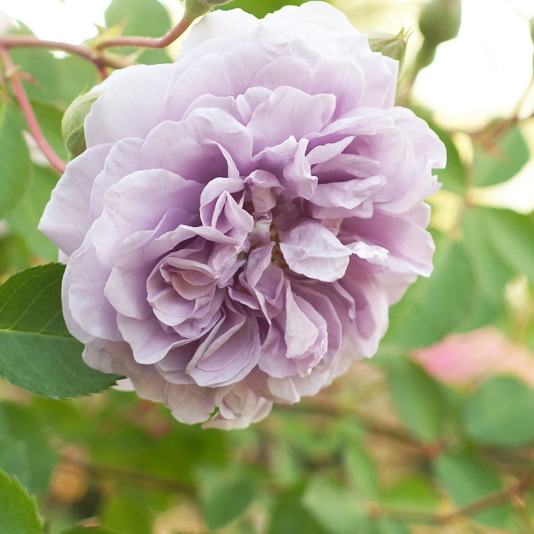 ROSA BLUE BIRD