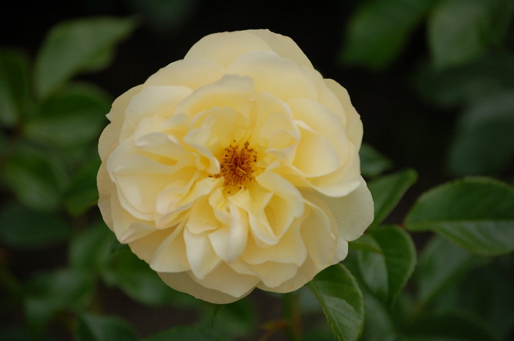 ROSA CANICULE