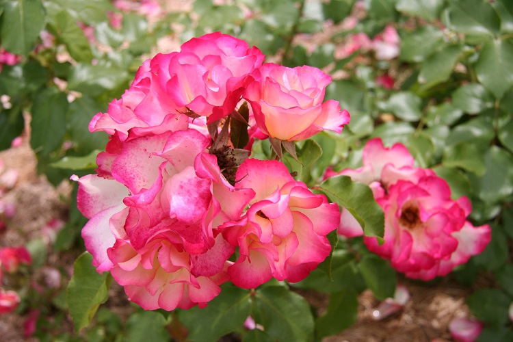 ROSA COCORICO