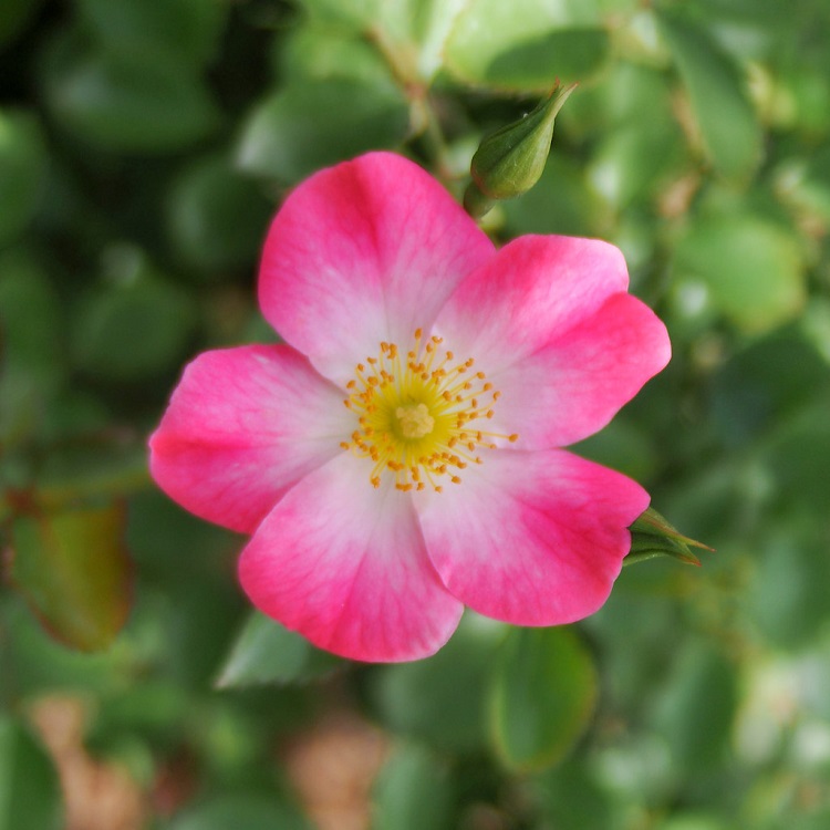ROSA CUMBAYA