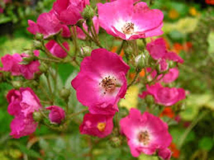 ROSA PURPLE KISS