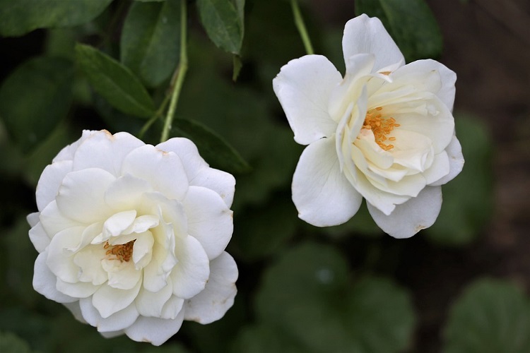 ROSA REGINA DELLA NEVE