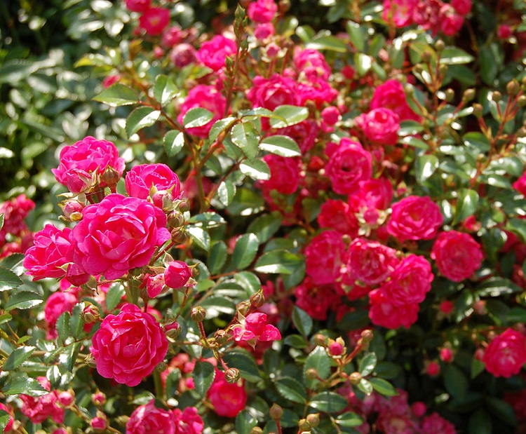 ROSA RODY