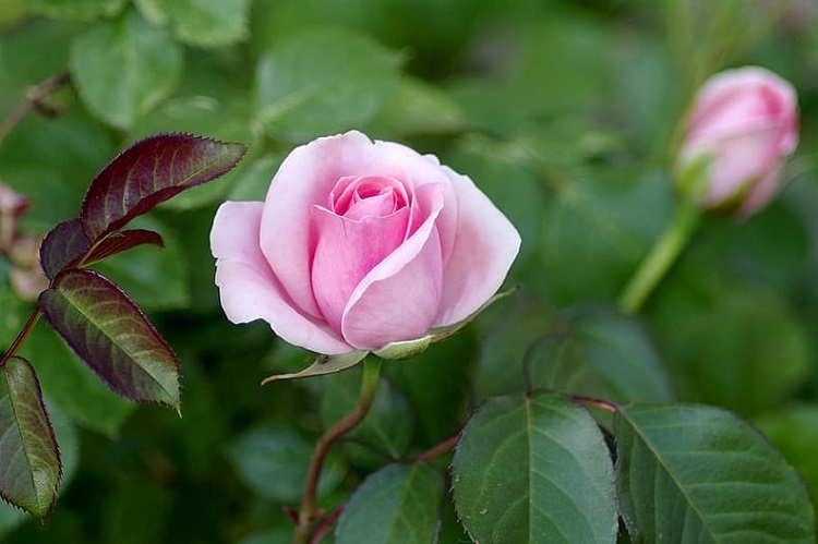 ROSA ROSITA