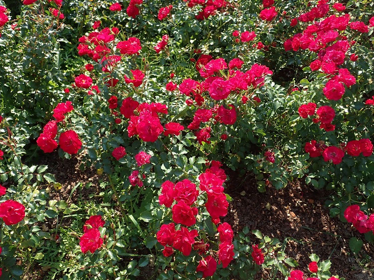 ROSA ROTILIA